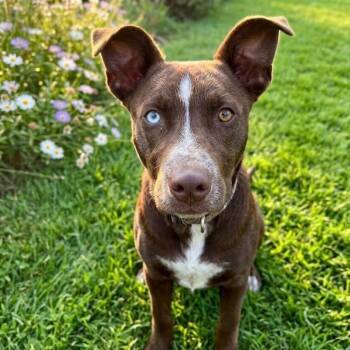 Husky Dogs Available for Adoption in South Elgin, Illinois - Celine | PetCurious