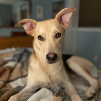 Finn -  Shepherd and Yellow Labrador Retriever Dog for Adoption in San Antonio, Texas - Finn | PetCurious