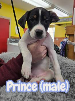 Labrador Retriever and Terrier Dogs Available for Adoption - Prince | PetCurious