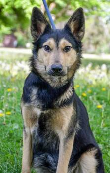 Australian Shepherd and German Shepherd Dog Dogs Available for Adoption in Yakima, Washington - Daisy | PetCurious