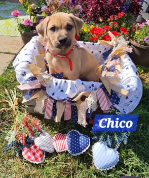 Chico -  German Shepherd Dog Dog for Adoption in Denver, North Carolina - Chico | PetCurious