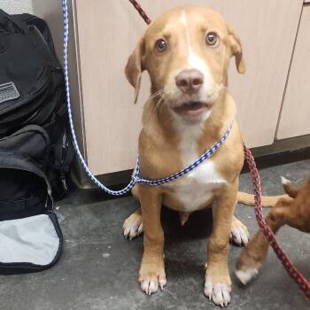Bart -  Hound and Pointer Dog for Adoption in Evensville, Tennessee - Bart | PetCurious