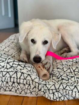 Marie -  Great Pyrenees and Retriever Dog for Adoption in Saugus, Massachusetts - Marie | PetCurious