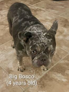Big Bosco -  French Bulldog Dog for Adoption in Cape Coral, Florida - Big Bosco | PetCurious