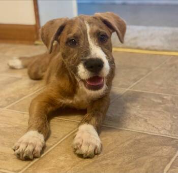 Moe -  Border Terrier and Boxer Dog for Adoption in Raleigh, North Carolina - Moe | PetCurious