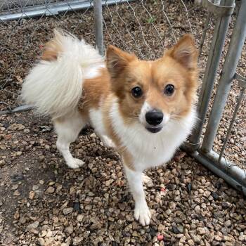 Holland -  Pomeranian and Mixed Breed Dog for Adoption in Madison, Wisconsin - Holland | PetCurious