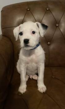 Terrier Dogs Available for Adoption in Kannapolis, North Carolina - Snoopy | PetCurious