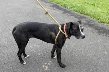 Ash -  Catahoula Leopard Dog Dog for Adoption in Chalfont, Pennsylvania - Ash | PetCurious