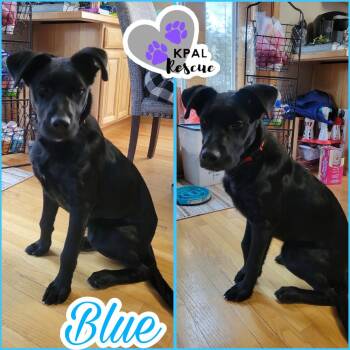 Great Dane and Belgian Shepherd Malinois Dogs Available for Adoption in Kenai, Alaska - Blue | PetCurious
