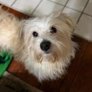 Tootie -  Maltese Dog for Adoption in Houston, Texas - Tootie | PetCurious