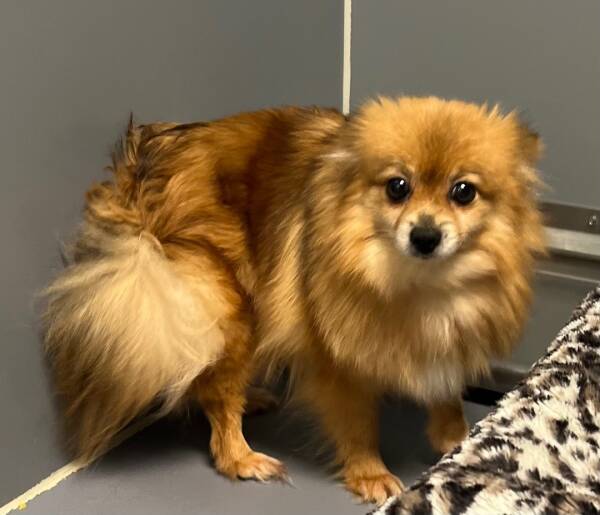 Pomeranian Rescue Dog for Adoption in Milford, Connecticut Lola