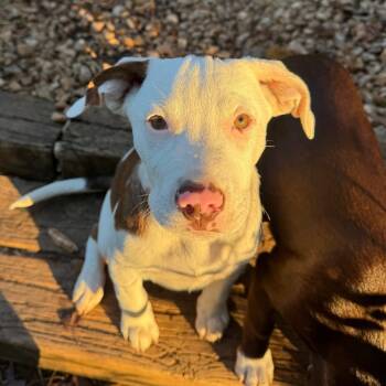 GROUCHY -  Pit Bull Terrier Dog for Adoption in Greensboro, North Carolina - GROUCHY | PetCurious