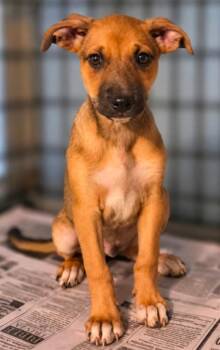 Tater Wayne Netherland -  Hound and Jack Russell Terrier Dog for Adoption in El Dorado, Arkansas - Tater Wayne Netherland | PetCurious