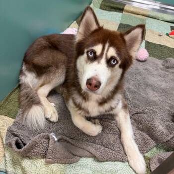 Duke -  Siberian Husky Dog for Adoption in Titusville, Florida - Duke | PetCurious