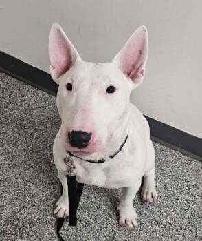 Mixed Breed Dogs Available for Adoption - Rock | PetCurious