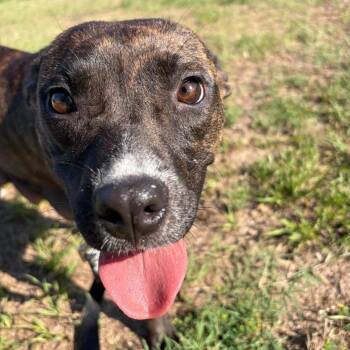 Raelynn -  Bull Terrier and Mixed Breed Dog for Adoption in Pinellas Park, Florida - Raelynn | PetCurious