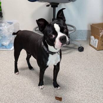 Charlie -  Boston Terrier Dog for Adoption in Englewood, Florida - Charlie | PetCurious