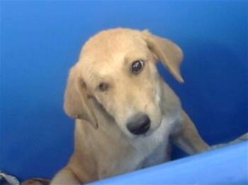 Rescue Mixed Breed Dogs for Adoption in Dallas, Texas - SUNSHINE | PetCurious