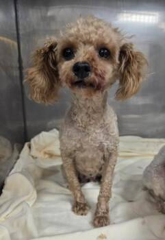 Gem -  Poodle Dog for Adoption in Malvern, Pennsylvania - Gem | PetCurious