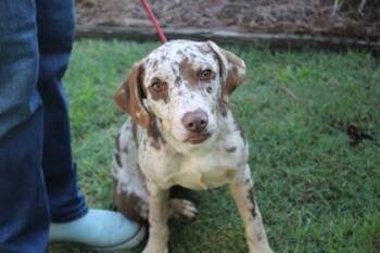 Dottie -  Catahoula Leopard Dog and Mixed Breed Dog for Adoption in Brunswick, Georgia - Dottie | PetCurious