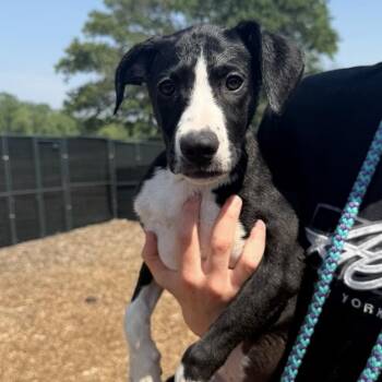 Churro -  Mixed Breed Dog for Adoption in Wappingers Falls, New York - Churro | PetCurious