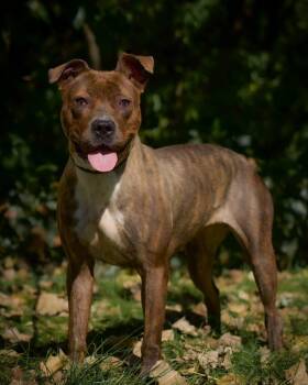 HOTSY (0232) -  Pit Bull Terrier Dog for Adoption in Bridgeport, Connecticut - HOTSY (0232) | PetCurious