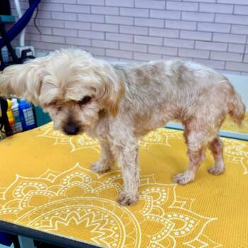 Foam 14571 -  Yorkshire Terrier Dog for Adoption in San Francisco, California - Foam 14571 | PetCurious