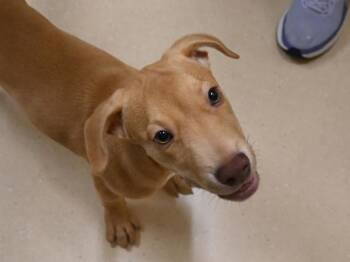 Labrador Retriever and Hound Dogs Available for Adoption in Portland, Oregon - Dante | PetCurious