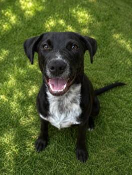 Chase -  Retriever and Mixed Breed Dog for Adoption in Lindenhurst, New York - Chase | PetCurious