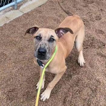 Remy -  Catahoula Leopard Dog and None Dog for Adoption in Sand Springs, Oklahoma - Remy | PetCurious