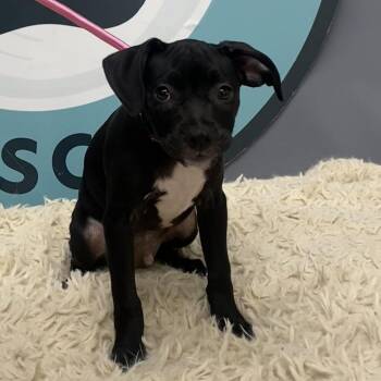 Prowl D11945 -  Chihuahua and Jack Russell Terrier Dog for Adoption - Prowl D11945 | PetCurious
