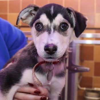 Sprout -  Mixed Breed Dog for Adoption in Port Washington, New York - Sprout | PetCurious