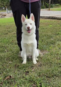 Fallan -  Pomsky Dog for Adoption in Parsons, Kansas - Fallan | PetCurious