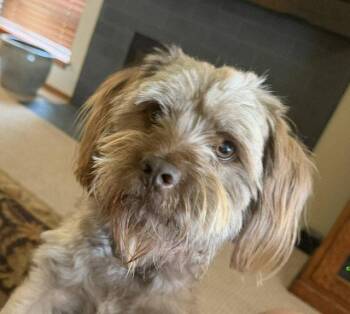 Shih Tzu Dogs Available for Adoption in Seattle, Washington - Chocolate | PetCurious