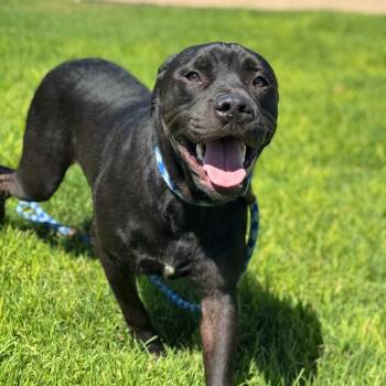 Humphrey -  Labrador Retriever and Mixed Breed Dog for Adoption in Goleta, California - Humphrey | PetCurious