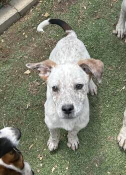 Australian Cattle Dog Blue Heeler and English Bulldog Dogs Available for Adoption in Brownstown, Indiana - Loki | PetCurious