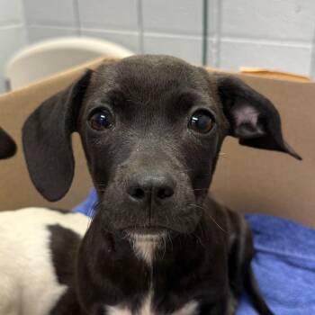 Davey -  Mixed Breed Dog for Adoption in West Olive, Michigan - Davey | PetCurious