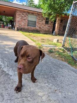 BENSON -  American Staffordshire Terrier Dog for Adoption in San Antonio, Texas - BENSON | PetCurious