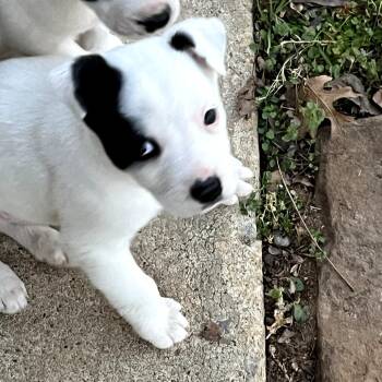 Mixed Breed Dogs Available for Adoption - Sagittarius | PetCurious