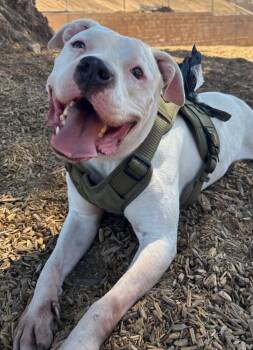 Rescue Pit Bull Terrier and Mixed Breed Dogs for Adoption in Los Angeles, California - Rodney | PetCurious