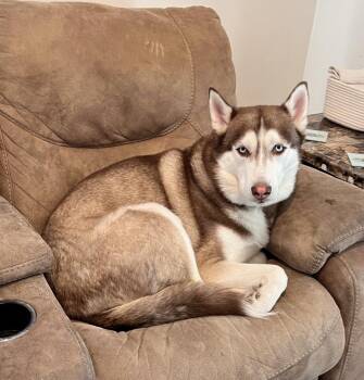 Rescue Siberian Husky Dogs for Adoption in Oswego, New York - Bear (Courtesy Post) | PetCurious