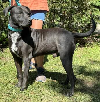 Rescue Labrador Retriever Dogs for Adoption in Troy, Alabama - Abe | PetCurious
