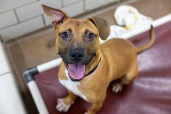 Pickles -  Pit Bull Terrier and Mixed Breed Dog for Adoption in Golden Valley, Minnesota - Pickles | PetCurious