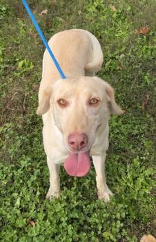 Rescue Labrador Retriever Dogs for Adoption in Malvern, Pennsylvania - Mandy | PetCurious