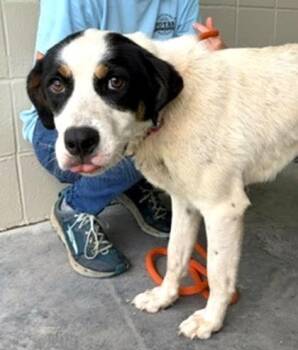 Caterina -  Mixed Breed Dog for Adoption in Morristown, New Jersey - Caterina | PetCurious