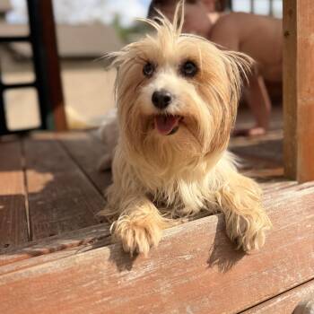 Maltese and Yorkshire Terrier Dogs Available for Adoption in Warrior, Alabama - Guinea | PetCurious