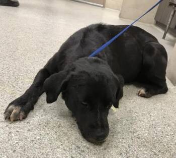 Rescue Labrador Retriever Dogs for Adoption in Conroe, Texas - GILL | PetCurious