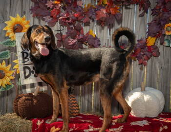 Rescue Plott Hound Dogs for Adoption in Lovingston, Virginia - Poppy | PetCurious