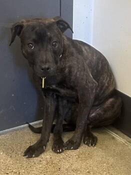Creamsicle -  Pit Bull Terrier Dog Available for Adoption in Cleveland, Ohio - Creamsicle | PetCurious