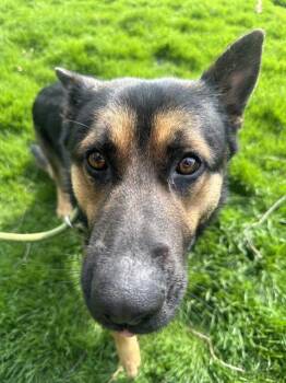 German Shepherd Dog Dogs Available for Adoption in Indianapolis, Indiana - PAX | PetCurious